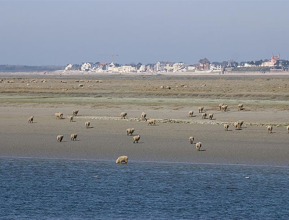 moutons sur les plages de la baie de somme